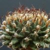 Turbinicarpus_alonsoi_1